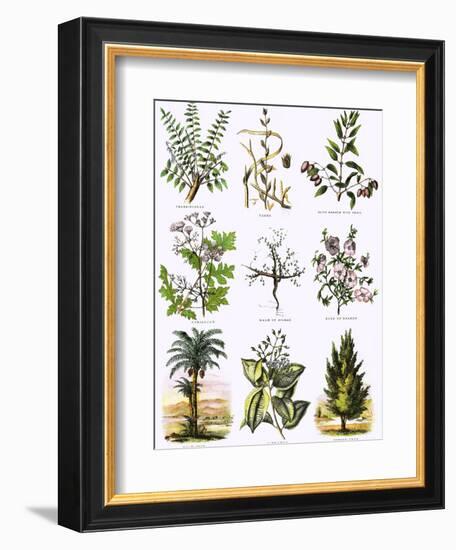 Biblical Natural History-English-Framed Giclee Print