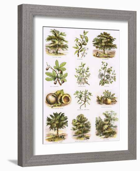 Biblical Natural History-English-Framed Giclee Print