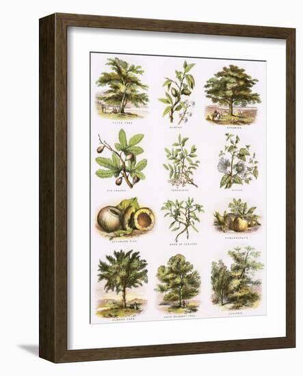 Biblical Natural History-English-Framed Giclee Print