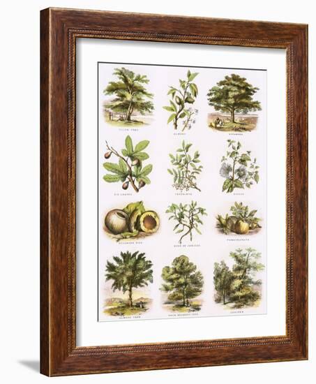 Biblical Natural History-English-Framed Giclee Print