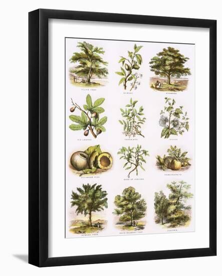 Biblical Natural History-English-Framed Giclee Print