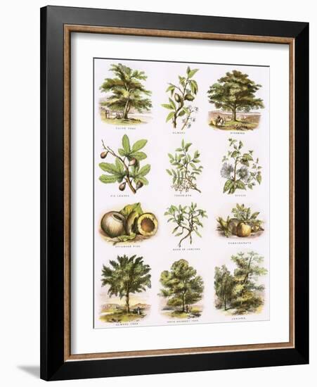 Biblical Natural History-English-Framed Giclee Print