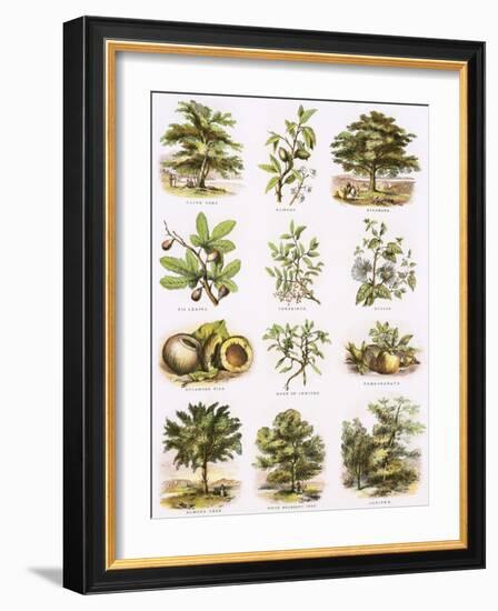 Biblical Natural History-English-Framed Giclee Print