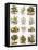 Biblical Natural History-English-Framed Premier Image Canvas