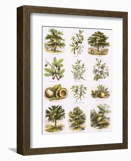 Biblical Natural History-English-Framed Giclee Print