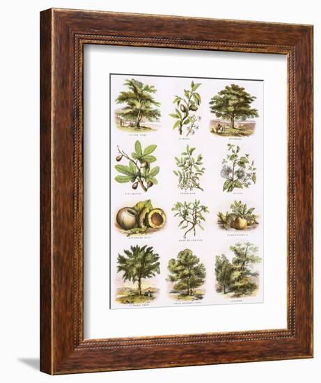 Biblical Natural History-English-Framed Giclee Print