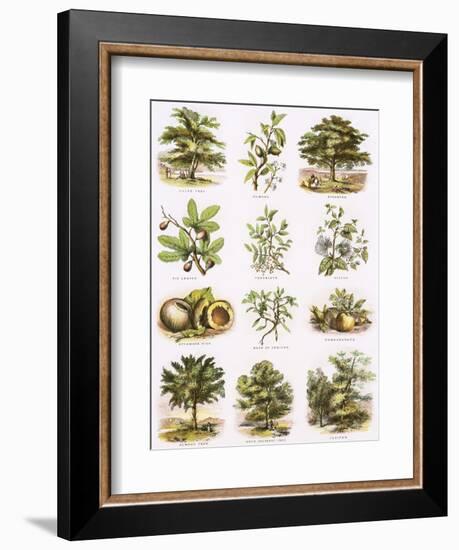 Biblical Natural History-English-Framed Giclee Print