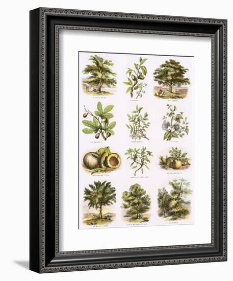 Biblical Natural History-English-Framed Giclee Print