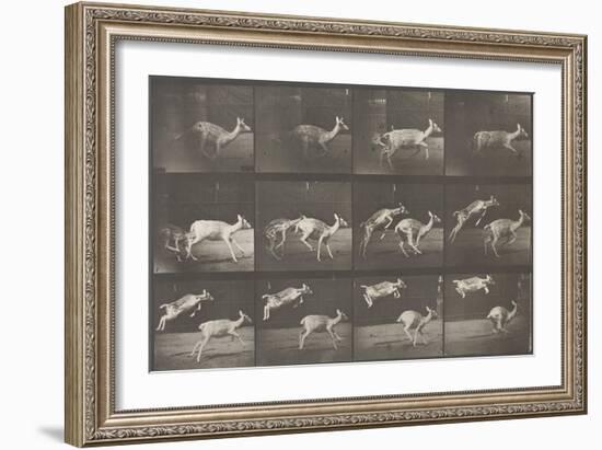 Biches, course et sauts-Eadweard Muybridge-Framed Giclee Print