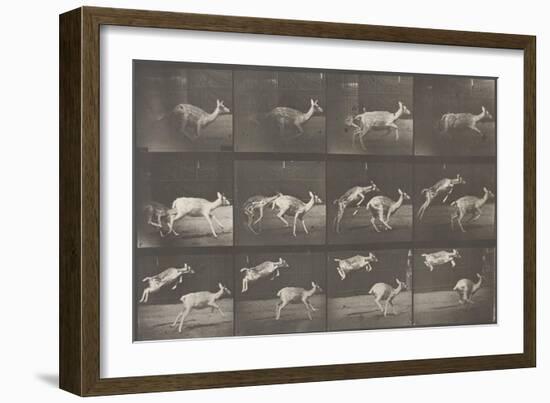 Biches, course et sauts-Eadweard Muybridge-Framed Giclee Print