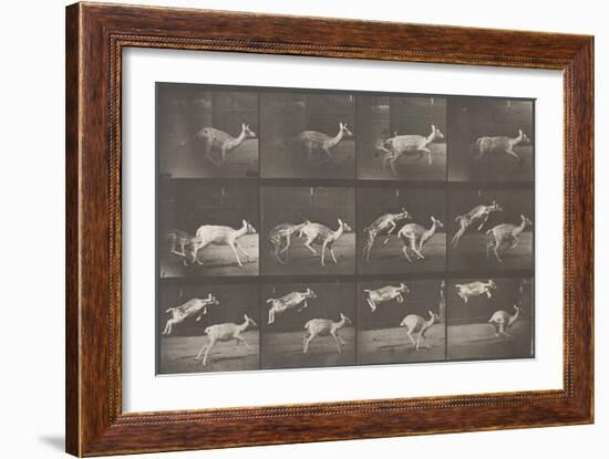 Biches, course et sauts-Eadweard Muybridge-Framed Giclee Print