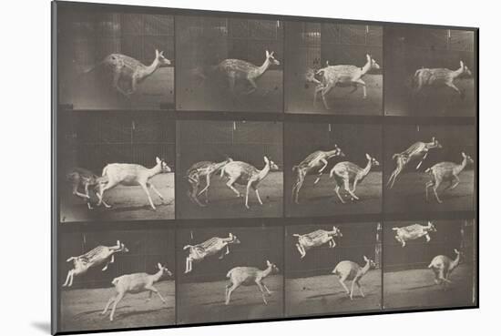 Biches, course et sauts-Eadweard Muybridge-Mounted Giclee Print