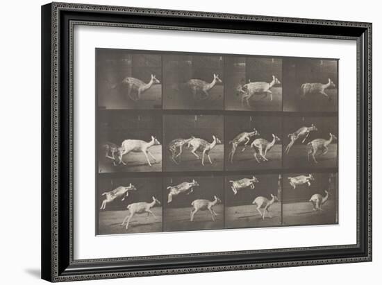 Biches, course et sauts-Eadweard Muybridge-Framed Giclee Print