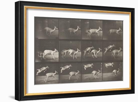 Biches, course et sauts-Eadweard Muybridge-Framed Giclee Print