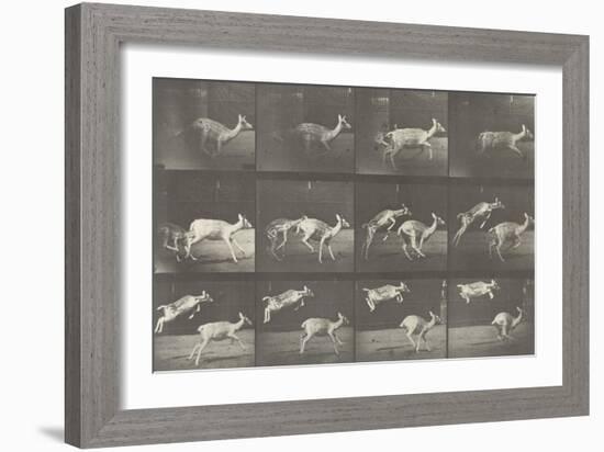 Biches, course et sauts-Eadweard Muybridge-Framed Giclee Print