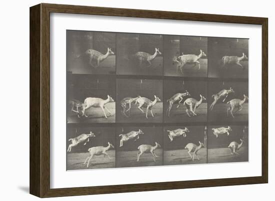 Biches, course et sauts-Eadweard Muybridge-Framed Giclee Print