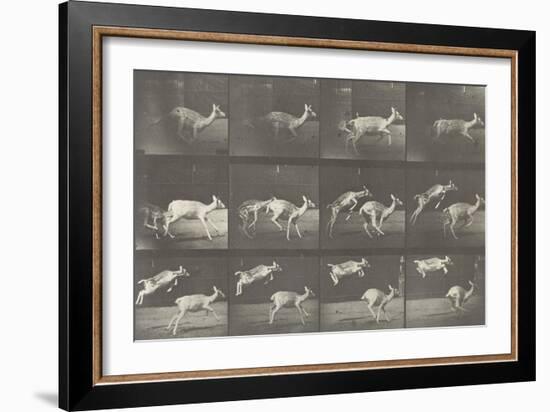 Biches, course et sauts-Eadweard Muybridge-Framed Giclee Print