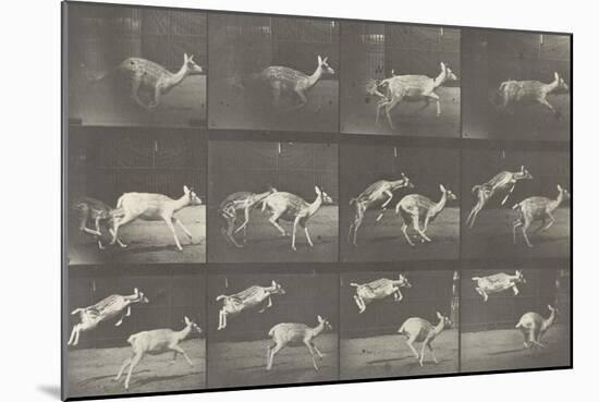 Biches, course et sauts-Eadweard Muybridge-Mounted Giclee Print