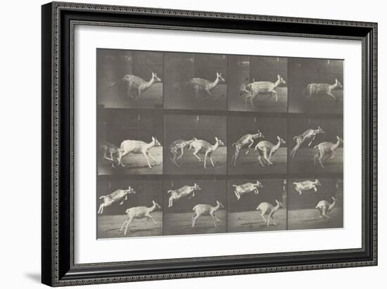 Biches, course et sauts-Eadweard Muybridge-Framed Giclee Print
