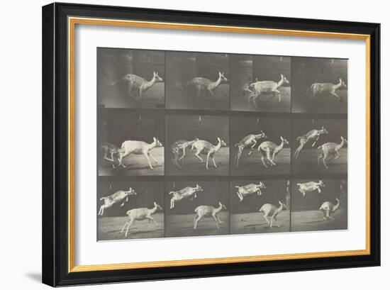 Biches, course et sauts-Eadweard Muybridge-Framed Giclee Print