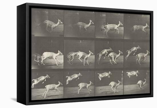 Biches, course et sauts-Eadweard Muybridge-Framed Premier Image Canvas