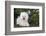 Bichon frise, Connecticut, USA-Lynn M. Stone-Framed Photographic Print