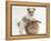 Bichon Frise Cross Yorkshire Terrier Puppy, 6 Weeks, and Sandy Rabbit-Mark Taylor-Framed Premier Image Canvas