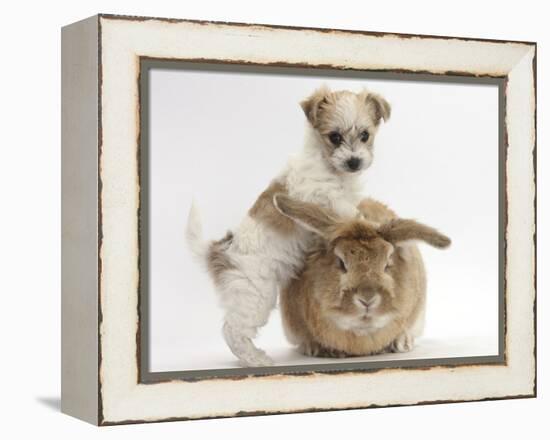 Bichon Frise Cross Yorkshire Terrier Puppy, 6 Weeks, and Sandy Rabbit-Mark Taylor-Framed Premier Image Canvas