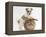 Bichon Frise Cross Yorkshire Terrier Puppy, 6 Weeks, and Sandy Rabbit-Mark Taylor-Framed Premier Image Canvas