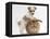 Bichon Frise Cross Yorkshire Terrier Puppy, 6 Weeks, and Sandy Rabbit-Mark Taylor-Framed Premier Image Canvas