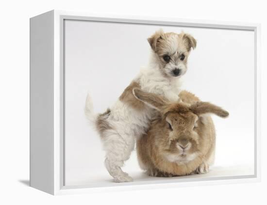 Bichon Frise Cross Yorkshire Terrier Puppy, 6 Weeks, and Sandy Rabbit-Mark Taylor-Framed Premier Image Canvas