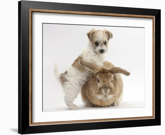 Bichon Frise Cross Yorkshire Terrier Puppy, 6 Weeks, and Sandy Rabbit-Mark Taylor-Framed Photographic Print