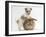 Bichon Frise Cross Yorkshire Terrier Puppy, 6 Weeks, and Sandy Rabbit-Mark Taylor-Framed Photographic Print