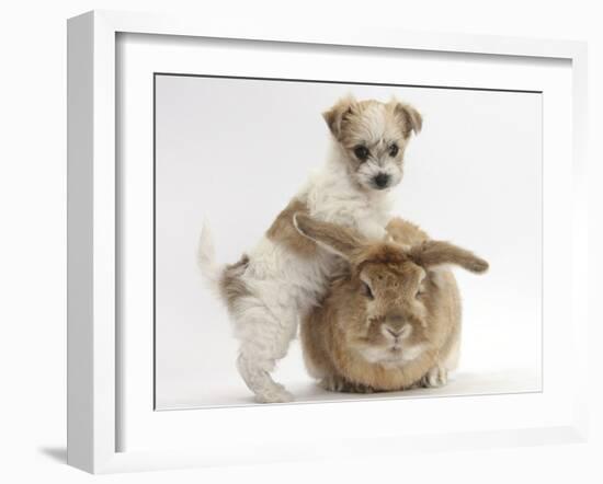 Bichon Frise Cross Yorkshire Terrier Puppy, 6 Weeks, and Sandy Rabbit-Mark Taylor-Framed Photographic Print