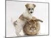 Bichon Frise Cross Yorkshire Terrier Puppy, 6 Weeks, and Sandy Rabbit-Mark Taylor-Mounted Photographic Print