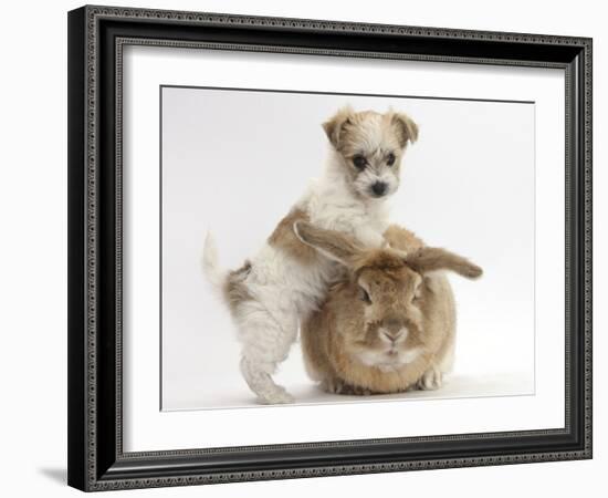 Bichon Frise Cross Yorkshire Terrier Puppy, 6 Weeks, and Sandy Rabbit-Mark Taylor-Framed Photographic Print