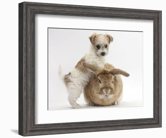 Bichon Frise Cross Yorkshire Terrier Puppy, 6 Weeks, and Sandy Rabbit-Mark Taylor-Framed Photographic Print