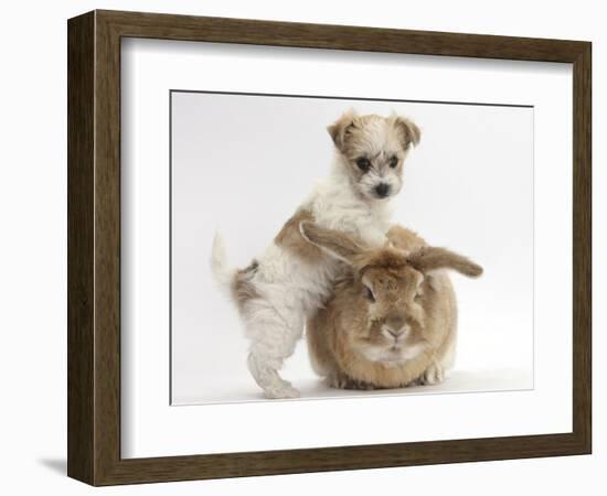 Bichon Frise Cross Yorkshire Terrier Puppy, 6 Weeks, and Sandy Rabbit-Mark Taylor-Framed Photographic Print