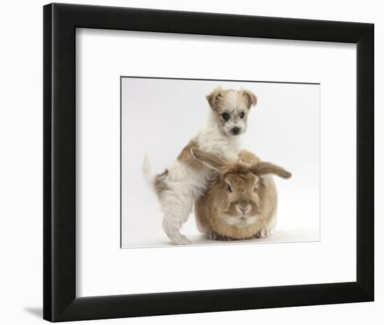 Bichon Frise Cross Yorkshire Terrier Puppy, 6 Weeks, and Sandy Rabbit-Mark Taylor-Framed Photographic Print