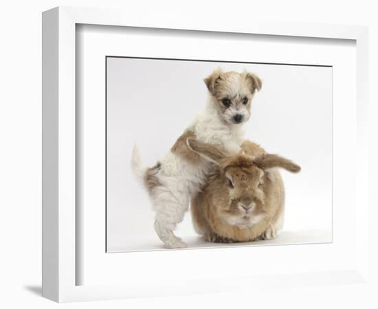 Bichon Frise Cross Yorkshire Terrier Puppy, 6 Weeks, and Sandy Rabbit-Mark Taylor-Framed Photographic Print