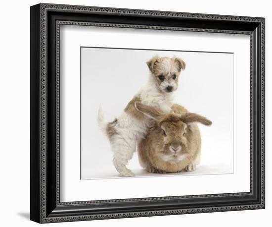 Bichon Frise Cross Yorkshire Terrier Puppy, 6 Weeks, and Sandy Rabbit-Mark Taylor-Framed Photographic Print