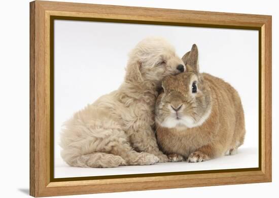 Bichon Frise Cross Yorkshire Terrier Puppy, 6 Weeks, Asleep on Netherland Dwarf Cross Rabbit-Mark Taylor-Framed Premier Image Canvas