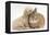 Bichon Frise Cross Yorkshire Terrier Puppy, 6 Weeks, Asleep on Netherland Dwarf Cross Rabbit-Mark Taylor-Framed Premier Image Canvas