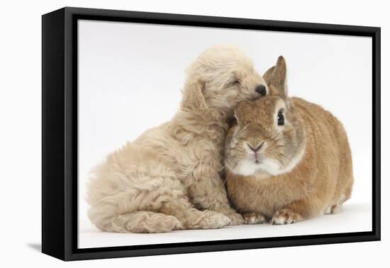 Bichon Frise Cross Yorkshire Terrier Puppy, 6 Weeks, Asleep on Netherland Dwarf Cross Rabbit-Mark Taylor-Framed Premier Image Canvas