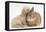 Bichon Frise Cross Yorkshire Terrier Puppy, 6 Weeks, Asleep on Netherland Dwarf Cross Rabbit-Mark Taylor-Framed Premier Image Canvas