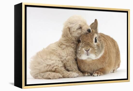 Bichon Frise Cross Yorkshire Terrier Puppy, 6 Weeks, Asleep on Netherland Dwarf Cross Rabbit-Mark Taylor-Framed Premier Image Canvas