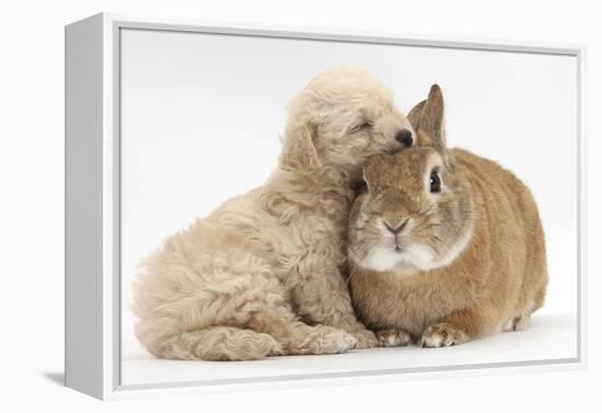 Bichon Frise Cross Yorkshire Terrier Puppy, 6 Weeks, Asleep on Netherland Dwarf Cross Rabbit-Mark Taylor-Framed Premier Image Canvas