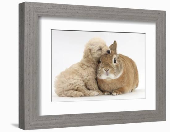 Bichon Frise Cross Yorkshire Terrier Puppy, 6 Weeks, Asleep on Netherland Dwarf Cross Rabbit-Mark Taylor-Framed Photographic Print