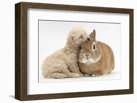 Bichon Frise Cross Yorkshire Terrier Puppy, 6 Weeks, Asleep on Netherland Dwarf Cross Rabbit-Mark Taylor-Framed Photographic Print