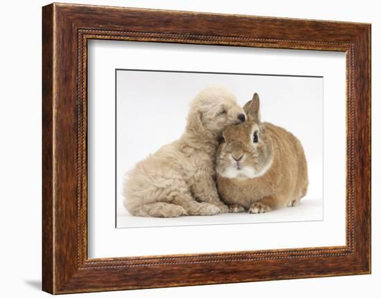 Bichon Frise Cross Yorkshire Terrier Puppy, 6 Weeks, Asleep on Netherland Dwarf Cross Rabbit-Mark Taylor-Framed Photographic Print